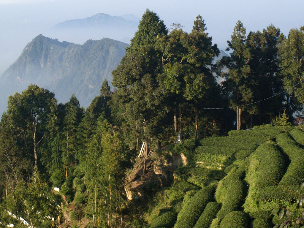 What is High Mountain Oolong?