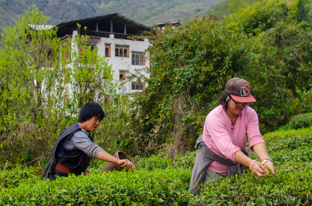 We’re Back in Bhutan