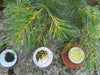 Songzhen Green Tea