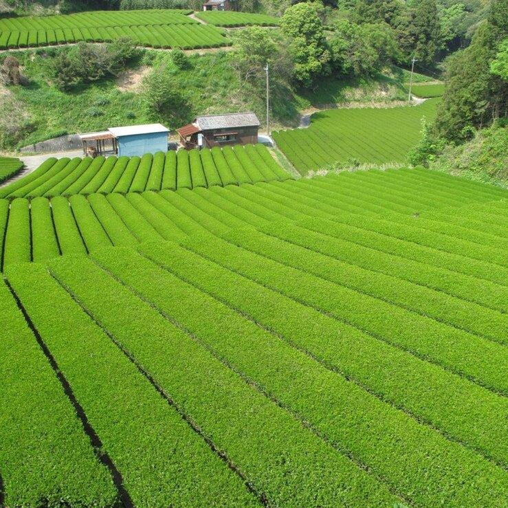 Sencha Adventure Gift Set tea gardens