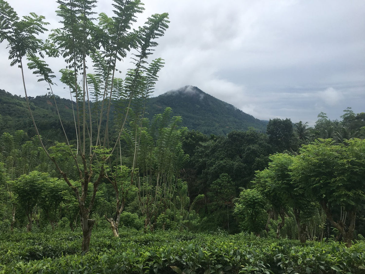 Ceylon Orange Pekoe Black Tea tea garden
