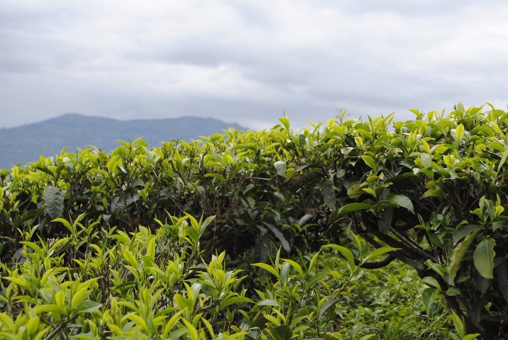 New Breakfast Black Tea Gift Set