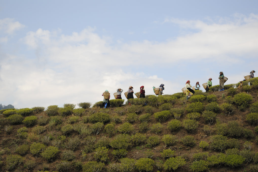 New Breakfast Black Tea Gift Set