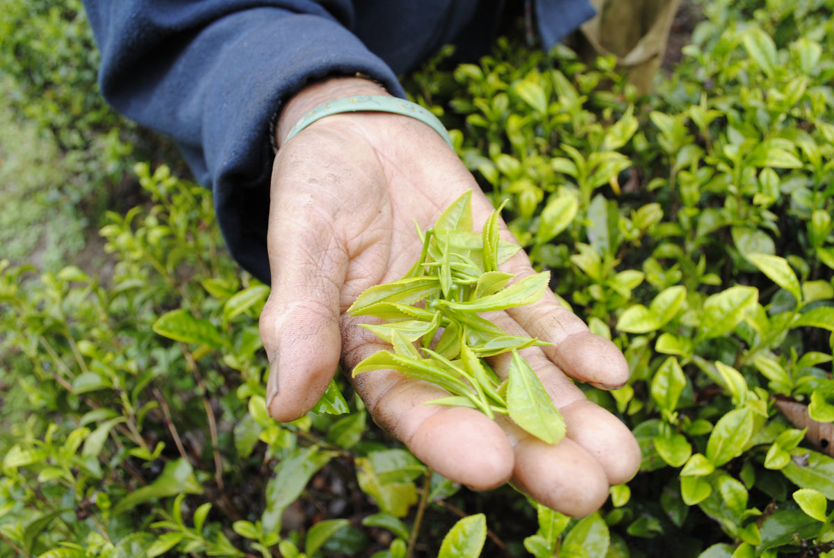 IPOT Omakase Monthly Tea Club Subscription