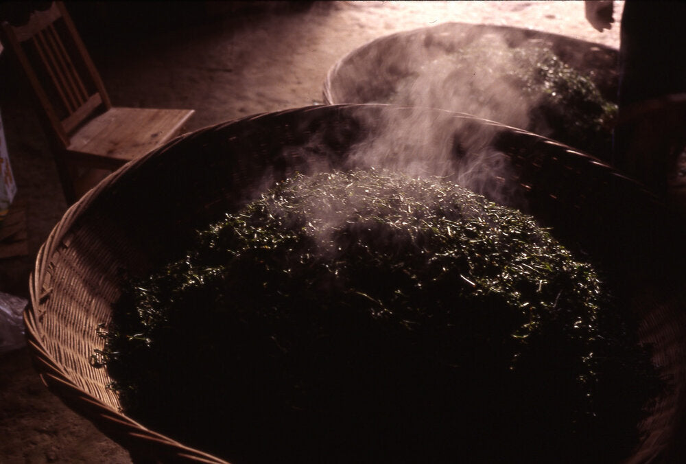 Anhui Yellow Tea Processing I