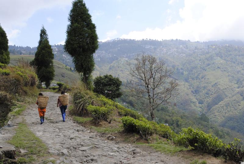 Ticket to Darjeeling 2026 1st Flush Collection