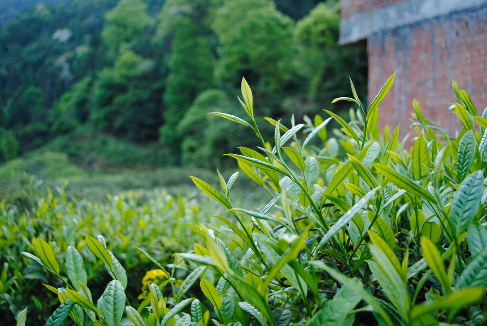 Lapsang Souchong , Tongmu Reserve Black Tea tea plant