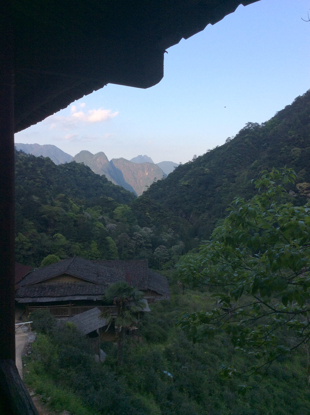 Lapsang Souchong , Tongmu Reserve Black Tea vista