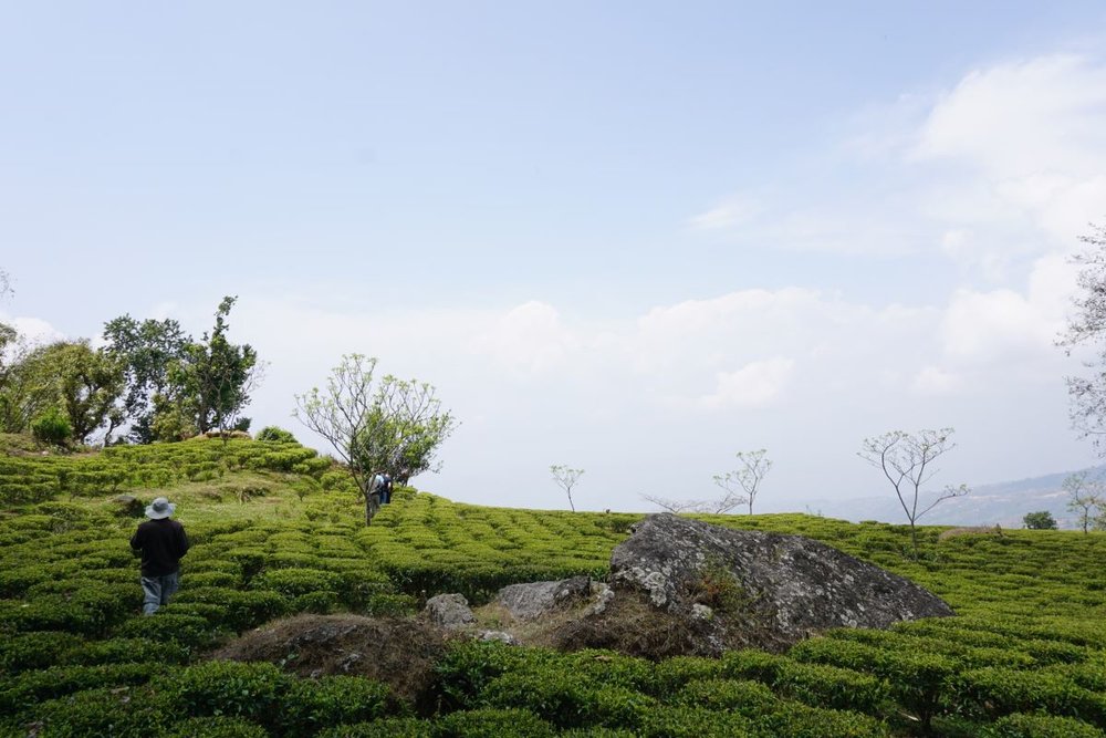 Himalayan White Tea garden