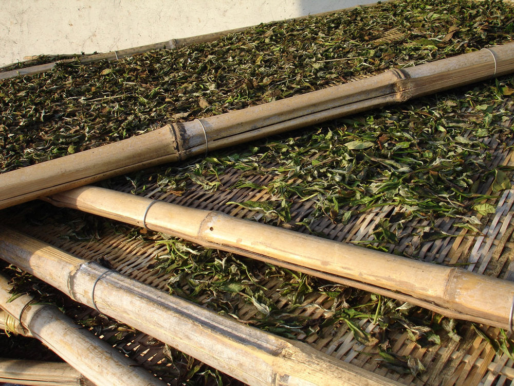 White Peony Bai Mudan - tea sundrying II