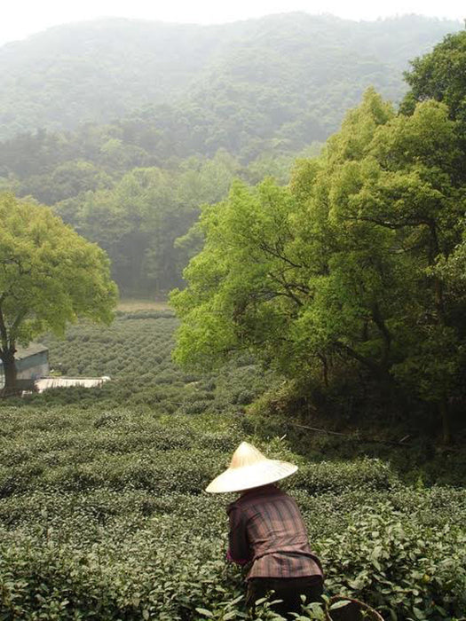 Jade Spring Green Tea garden